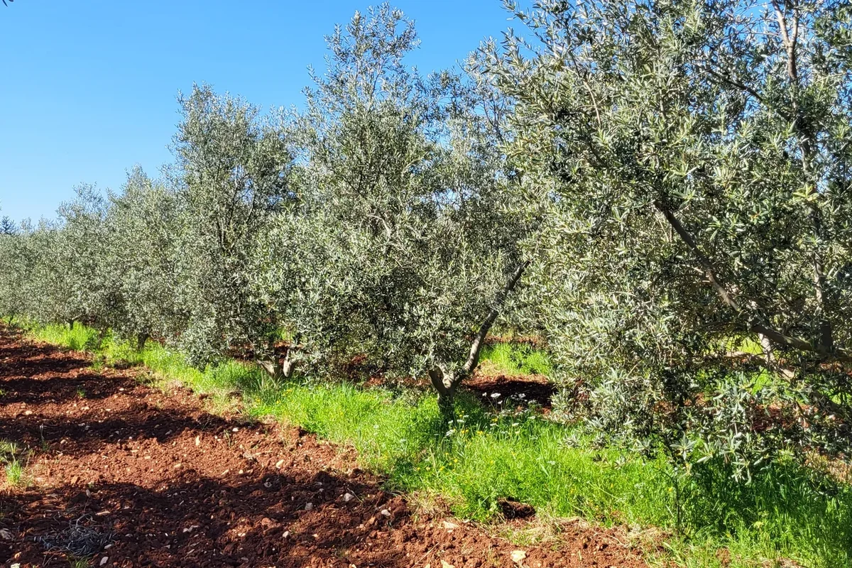 Olive plantations