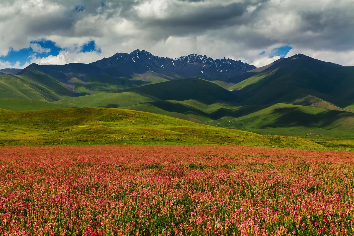 цветущая долина с зелеными горами в Кыргызстане