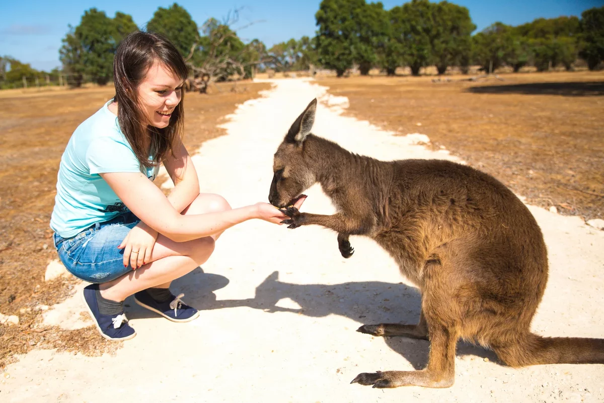 девушка кормит кенгуру в Австралии