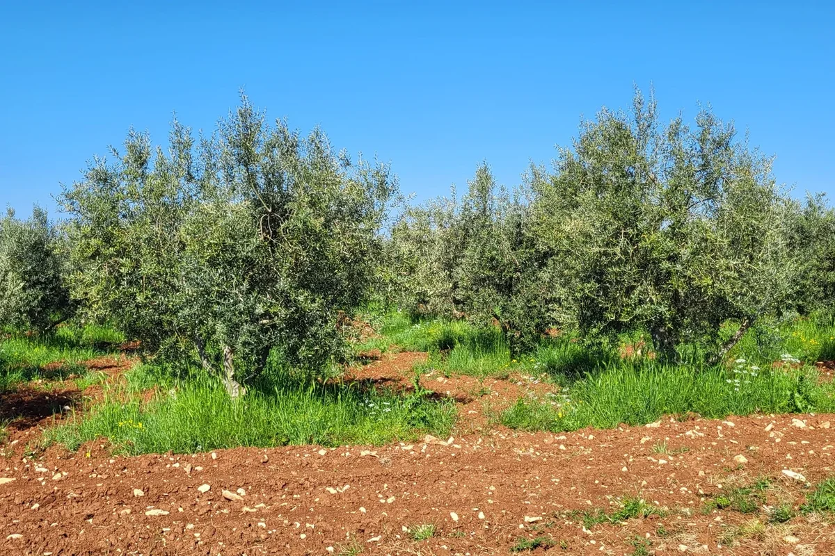 Olive plantations