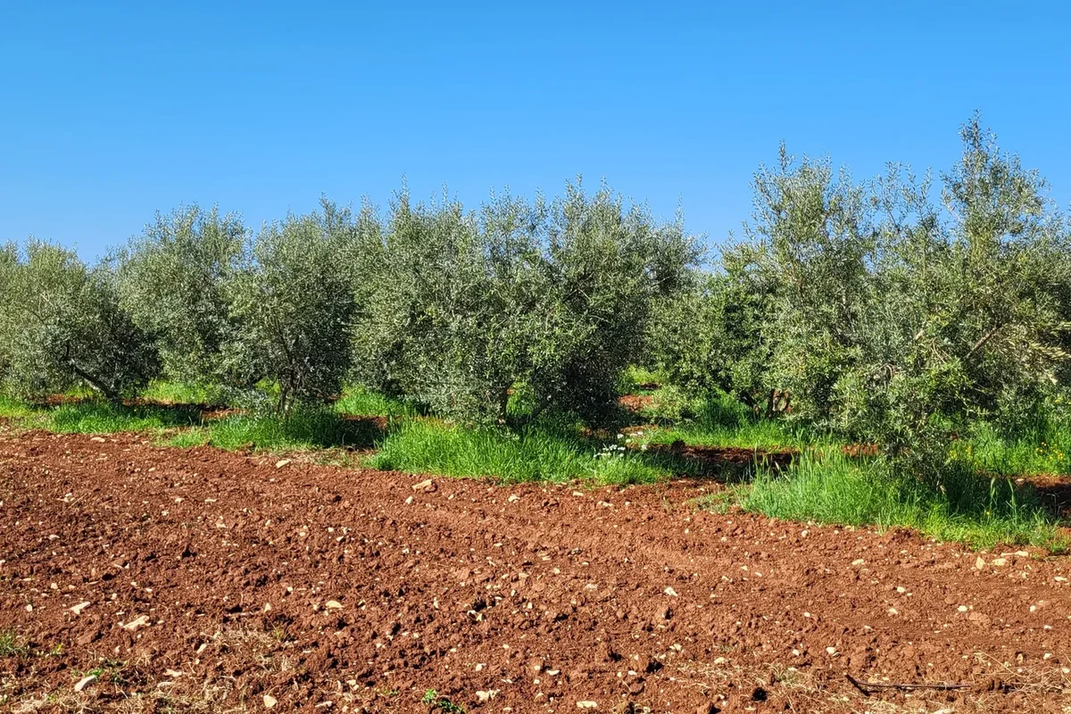 Olive plantations