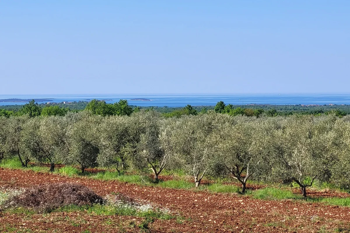 Olive plantations