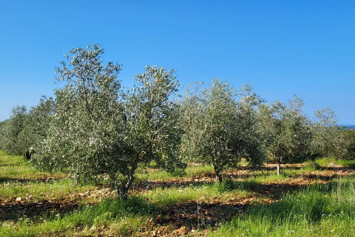 Olive plantations