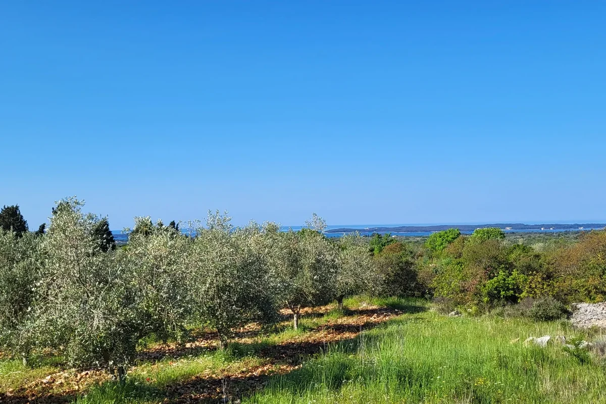 Olive plantations