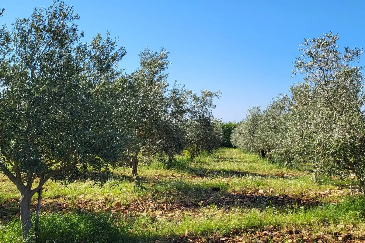 Olive plantations