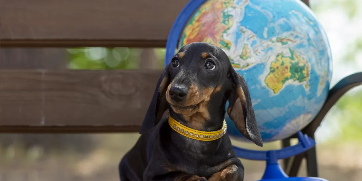 Rules for Importing Pets into the European Union