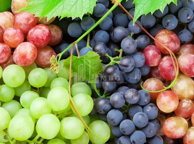 Atterrir 60 000 m² Tbilissi, Géorgie