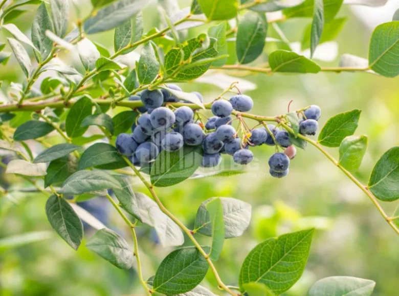 Земельные участки 110 000 м² Тбилиси, Грузия