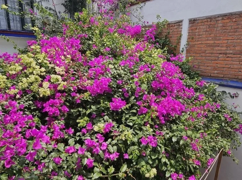 Haus 3 Schlafzimmer 320 m² Mexiko-Stadt, Mexiko