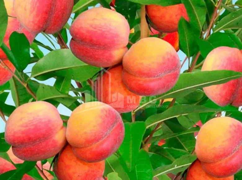 Atterrir 6 700 m² Tbilissi, Géorgie