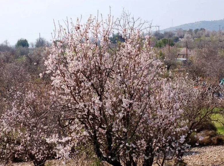 Apartment  Kato Platres, Cyprus