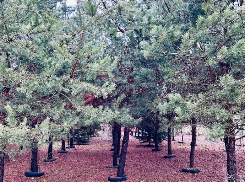 Dom 40 m² Dabryniouski sielski Saviet, Białoruś