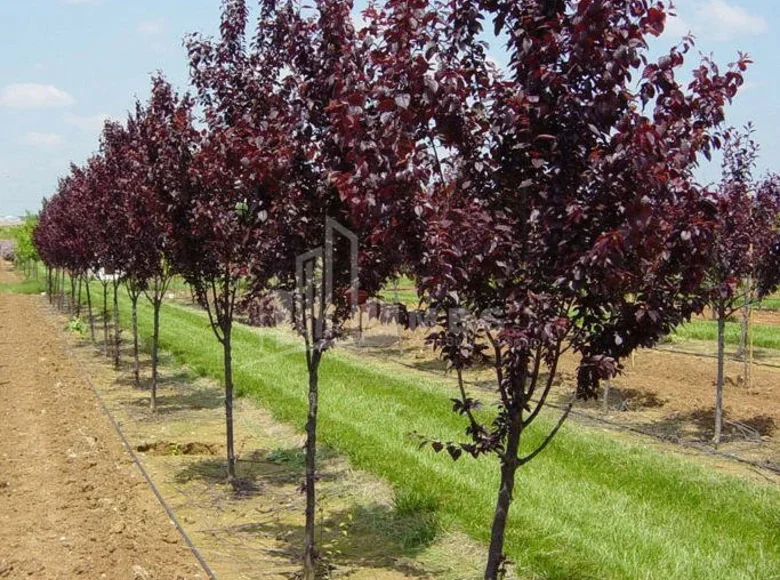 Działki 5 000 m² Tbilisi, Gruzja