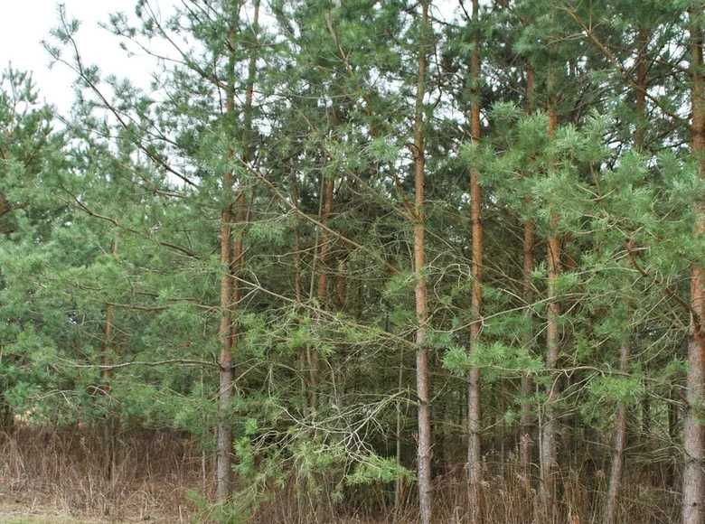 Atterrir  Zodzinski sielski Saviet, Bélarus