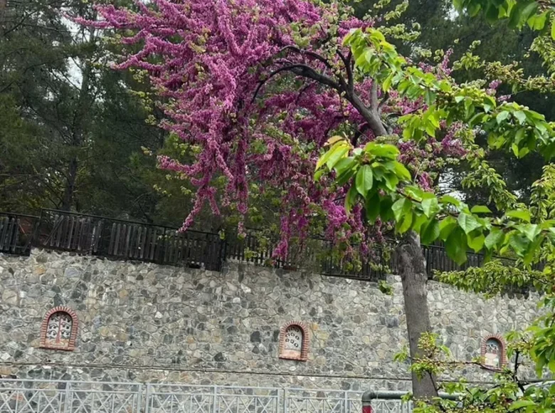 Dom 3 pokoi 160 m² Pera Pedi, Cypr