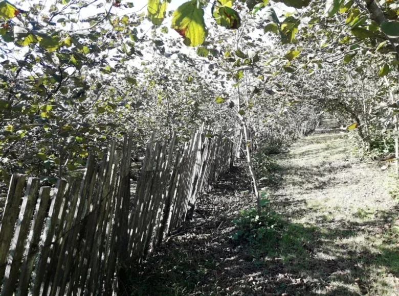 Земельные участки 8 020 м² Озургети, Грузия