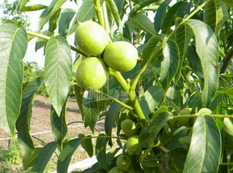 Grundstück 60 000 m² Tiflis, Georgien