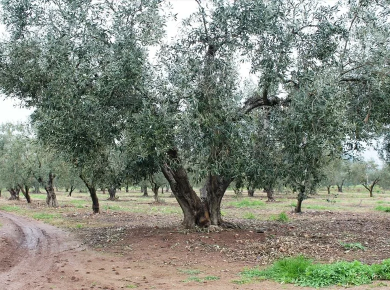 Land 1 room 4 980 m² Gerakini, Greece