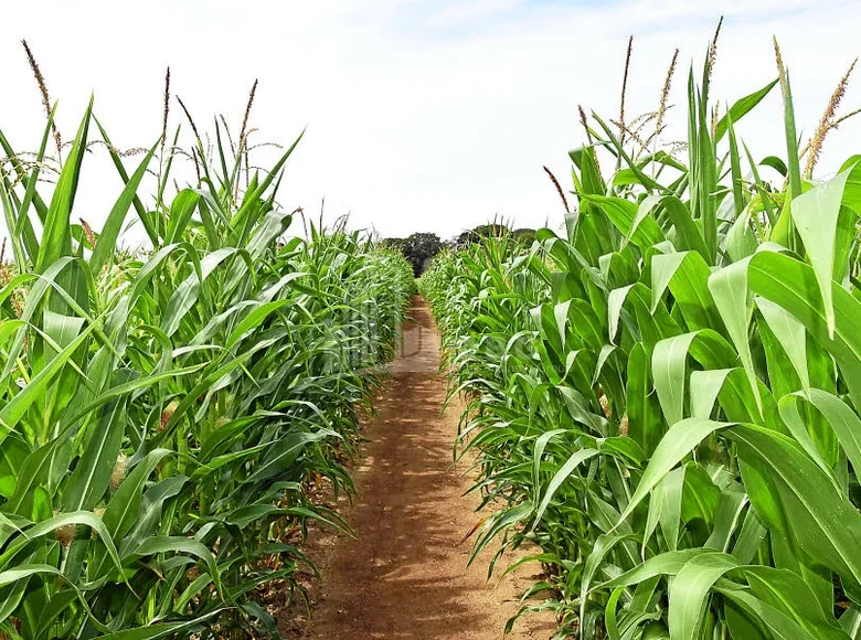 Grundstück 180 000 m² Tiflis, Georgien