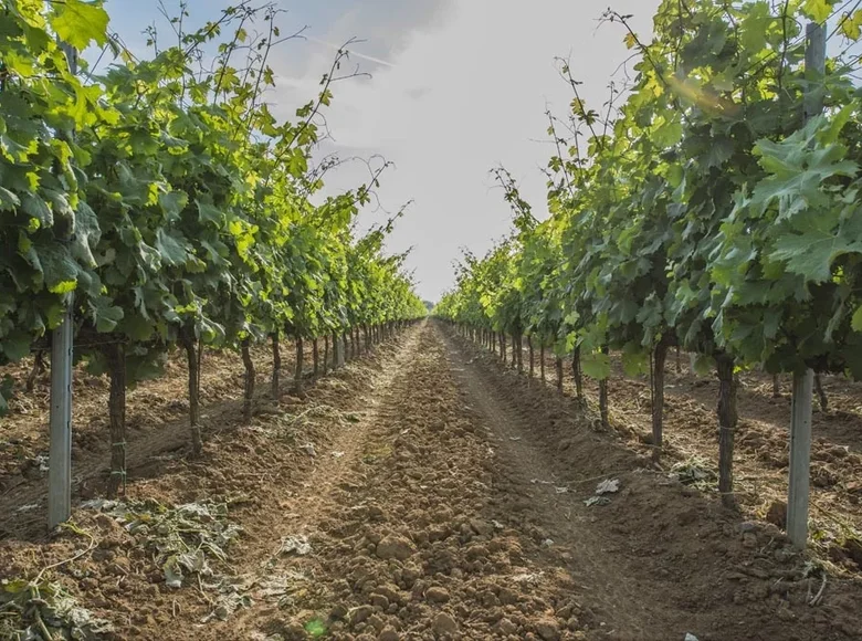 Manufacture 960 m² in Castagneto Carducci, Italy