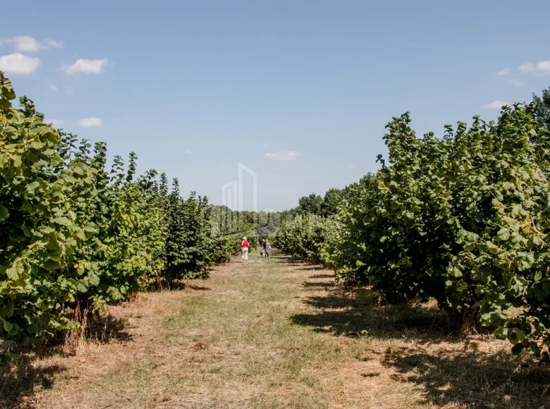 Atterrir 60 000 m² Tbilissi, Géorgie
