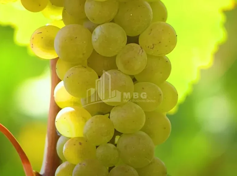 Działki 50 000 m² Tbilisi, Gruzja