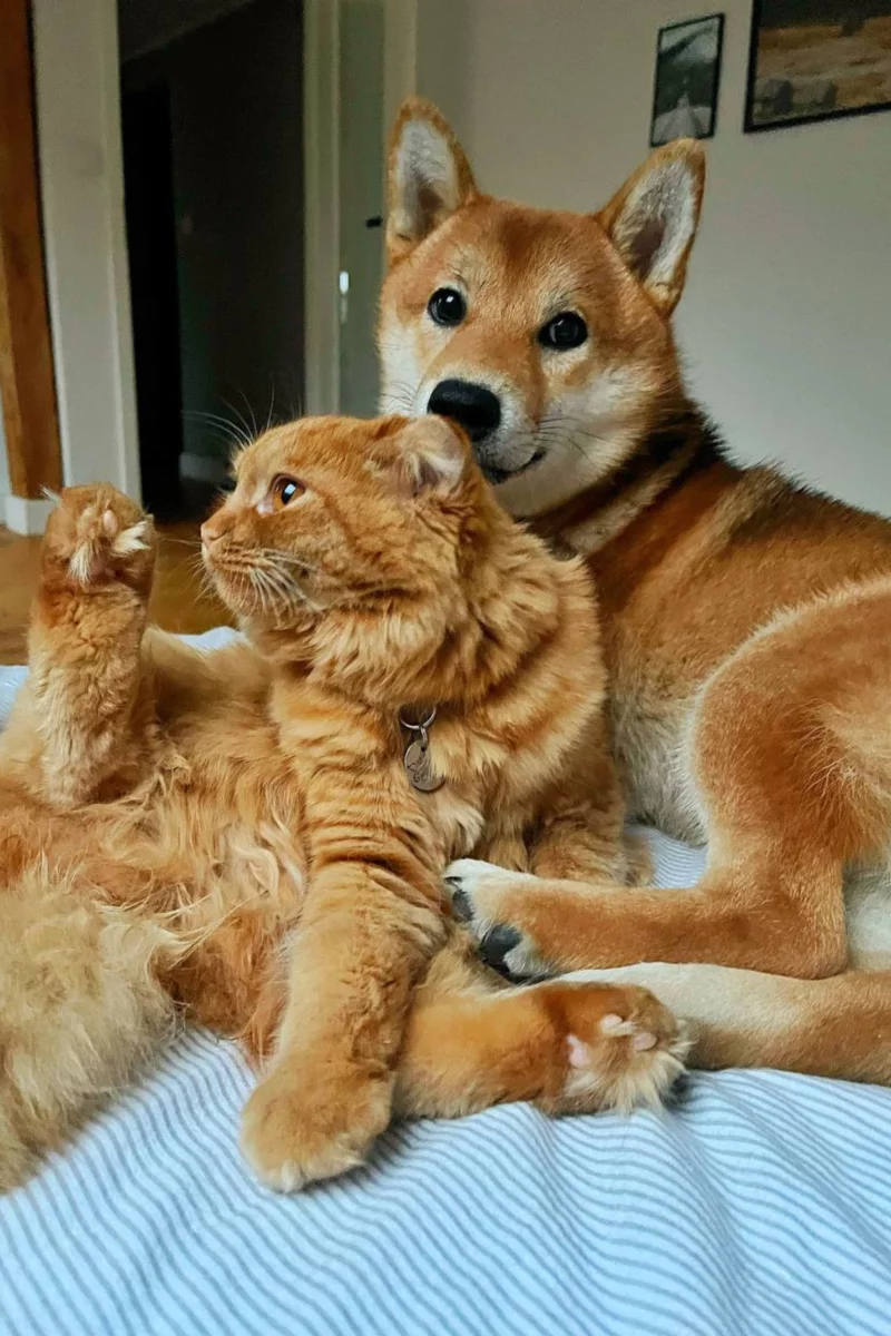 рыжая собака и кот сидят вместе