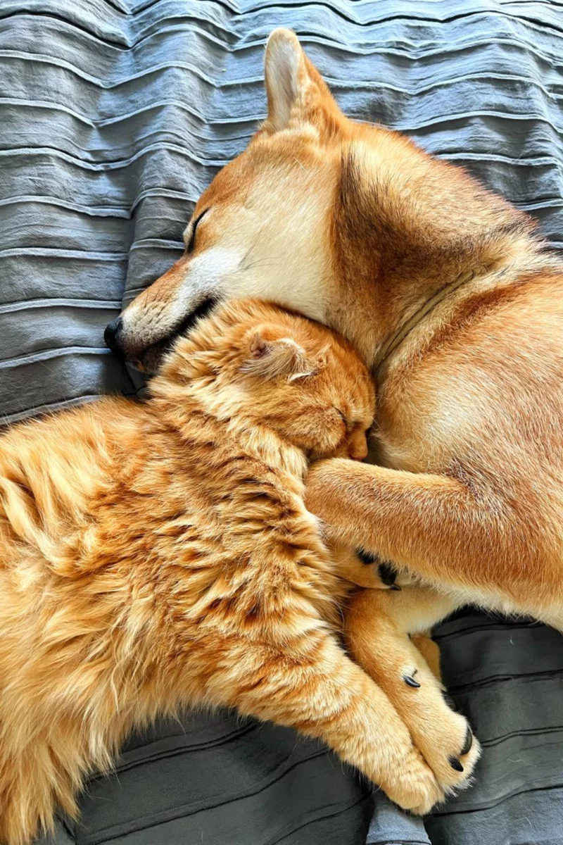 pies i kot śpiący razem