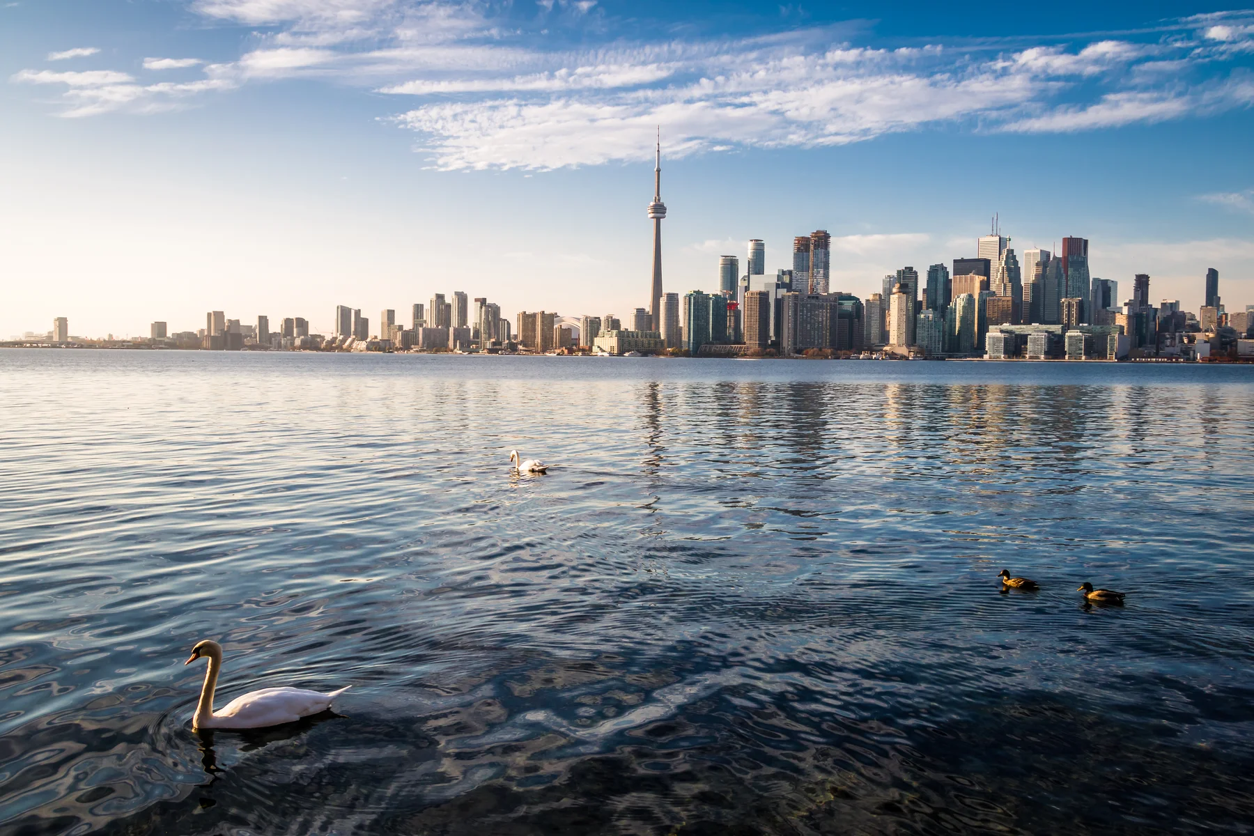 Toronto Skyline и лебеди, плавающие на озере Онтарио - Торонто, Онтарио, Канада