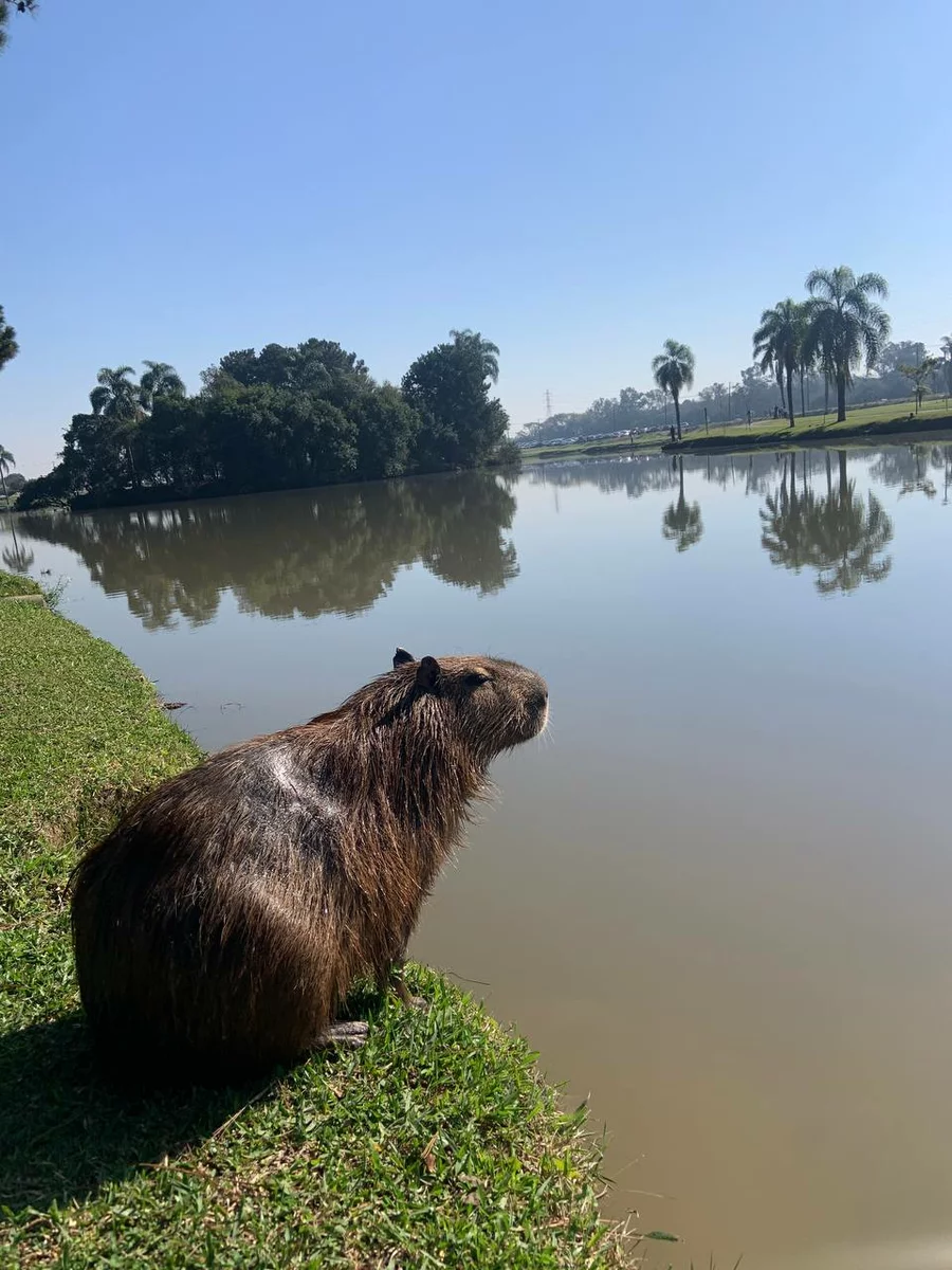 A beaver on the ocean in Brazil