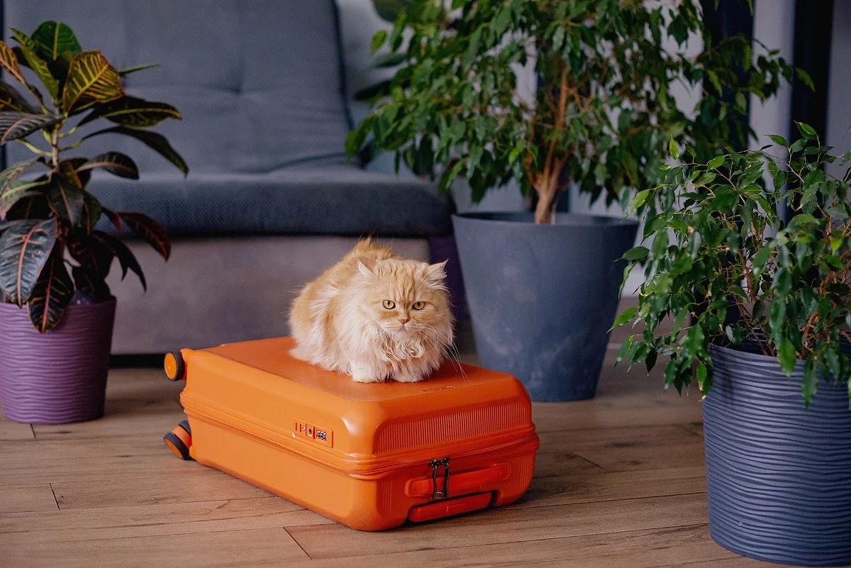 a&nbsp;pet cat on a suitcase