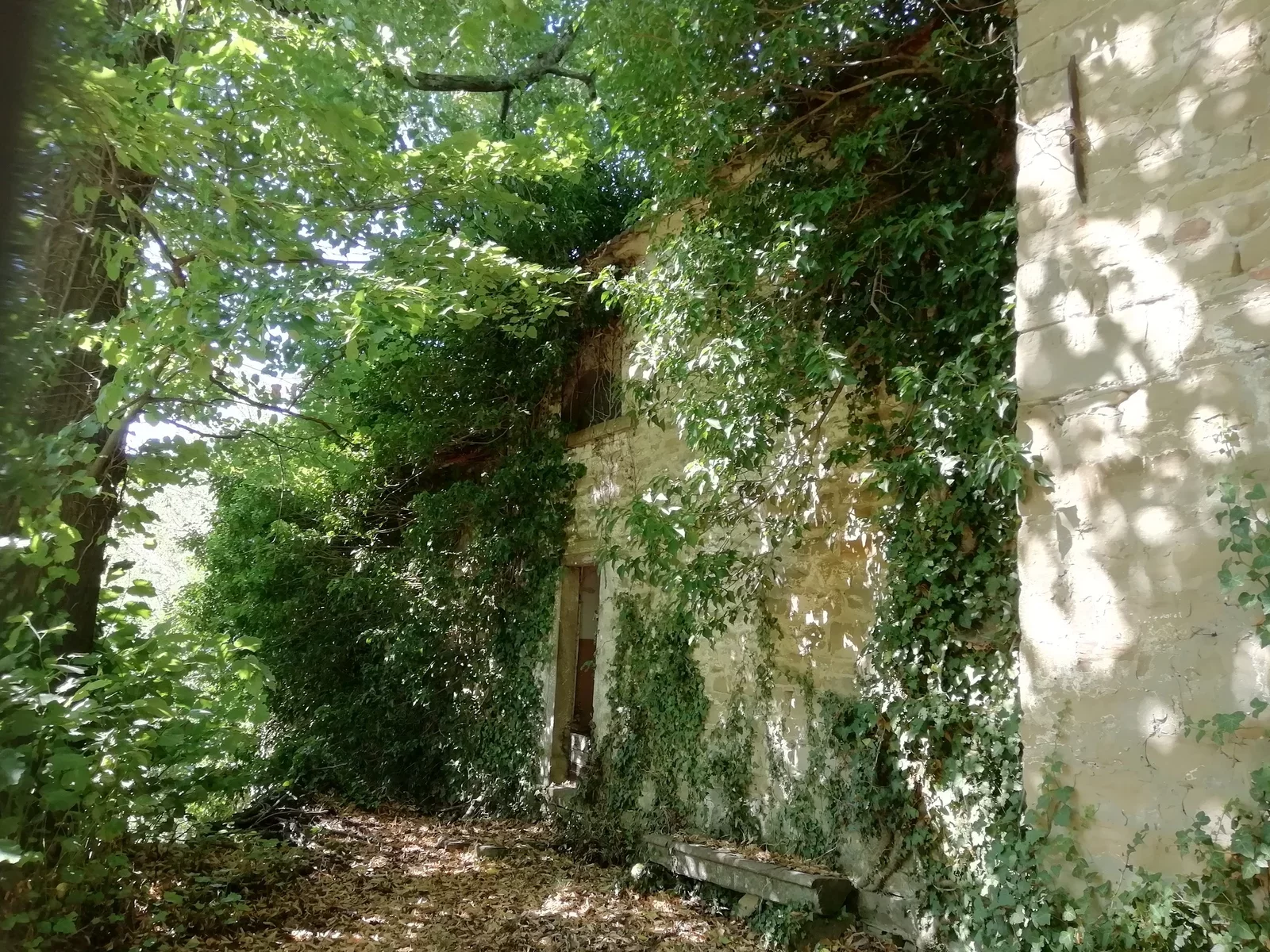 Overgrowth on the wall of a church in Italy