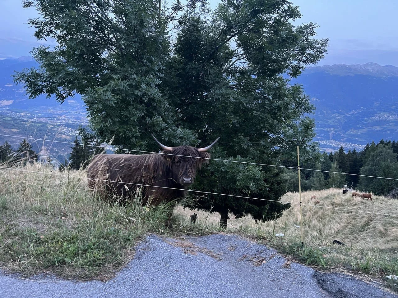 корова на фоне горных ландшафтов Швейцарии