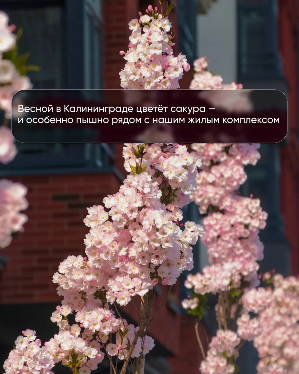 ЖК Русская Европа - приглашает в Калининград