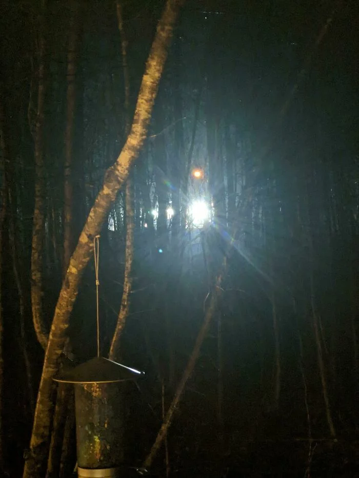 свет из хижины в лесу