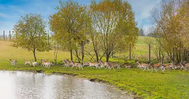 Działka w Ejgierdańce, Litwa