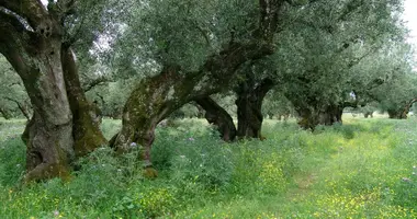 Plot of land in Zakynthos Municipality, Greece