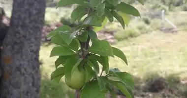 Parcela en Dikili, Turquía