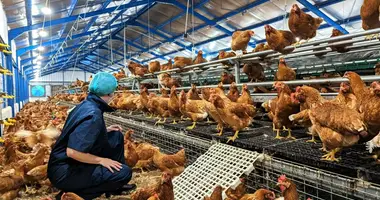 Lay chicken farm business for sale It has an egg production volume of 105,600 eggs/day. dans Phrae, Thaïlande