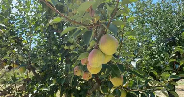 Terrain dans Ugurlu, Turquie