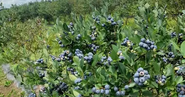 Parcela en Zugdidi, Georgia
