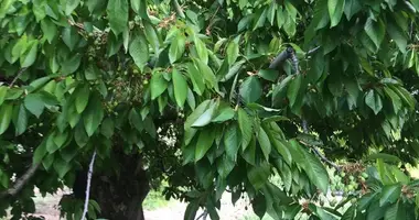 Parcela en Uluborlu, Turquía