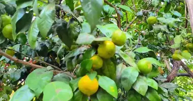 Terrain dans Chakvi, Géorgie