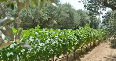 Plot of land in Afrati, Greece