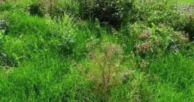 Nieruchomości komercyjne w Odessa, Ukraina