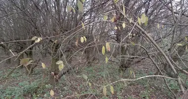 Grundstück in Dziekanow Polski, Polen