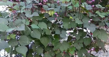 5 room house in Odesa, Ukraine
