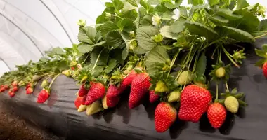 FOR SALE OR OPEN TO ANY TYPE OF INVESTMENT – FULLY OPERATIONAL GREENHOUSE FARM IN MARNEULI MUNICIPALITY dans Marneuli, Géorgie