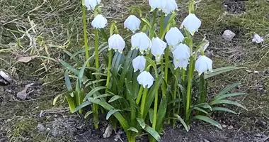 Casa en Dubrauski sielski Saviet, Belarús