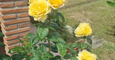 Haus 4 zimmer in San Pedro Alcantara, Spanien